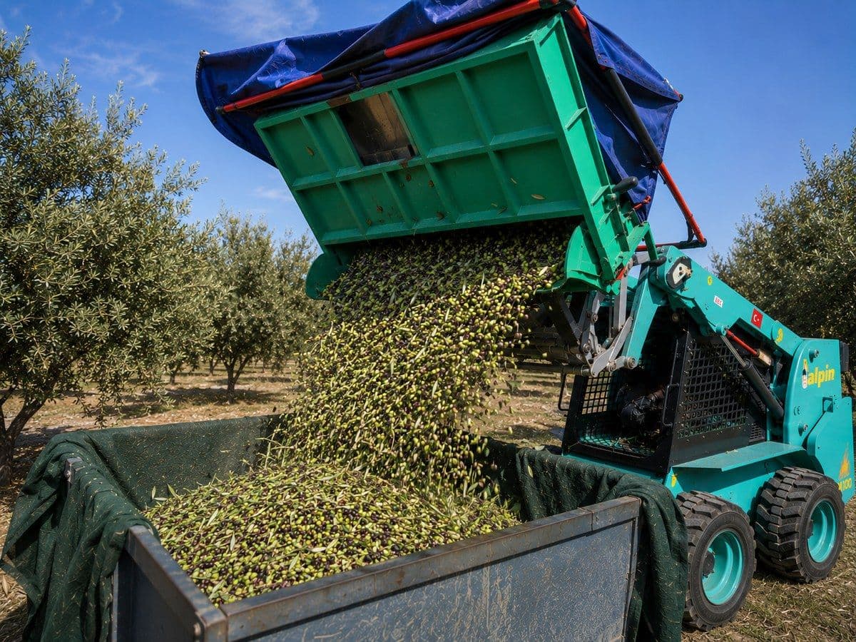 Zeytin/Badem/Ceviz Hasat Ataşmanı